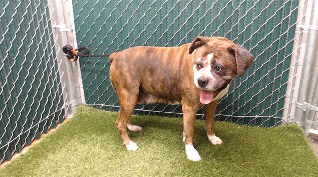 BELLA - Boxer available for adoption