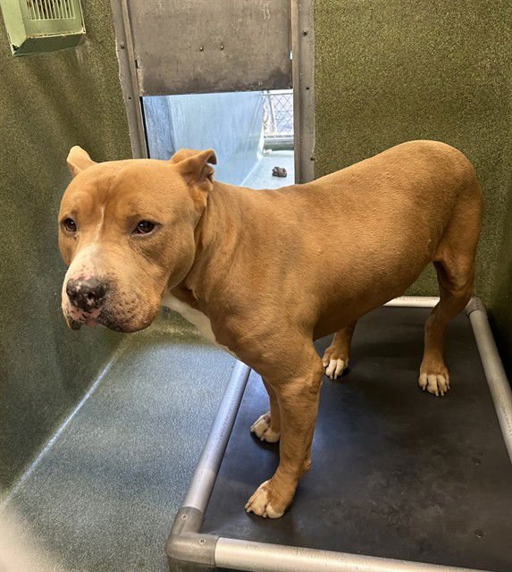 BARDOCK - Pit Bull Terrier available for adoption