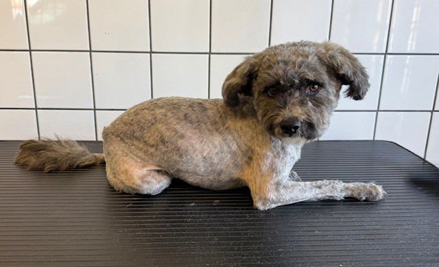 SIMON - Terrier available for adoption