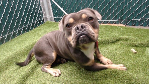 DRACO - American Bulldog available for adoption