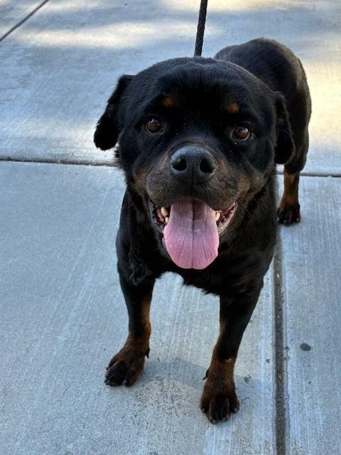 BARKTAVIA - Rottweiler available for adoption