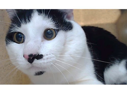 MARTY - Domestic Short Hair available for adoption