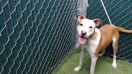 KIRA - Pit Bull Terrier available for adoption