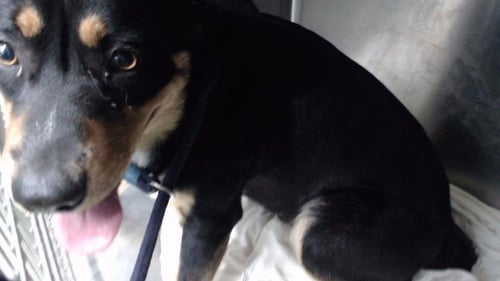 REYES - Australian Cattle Dog/Blue Heeler available for adoption