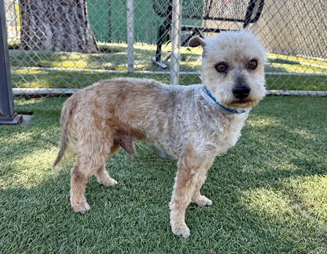 THEODORE - Terrier available for adoption