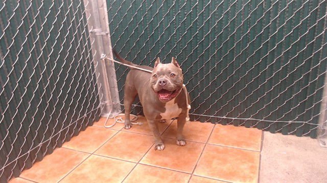 NALA - Pit Bull Terrier available for adoption