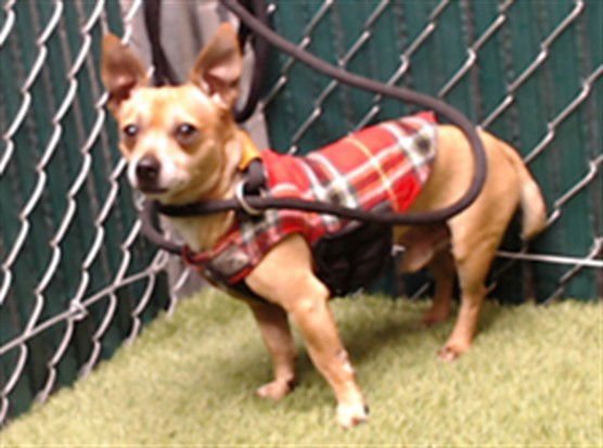 A5747405 - Chihuahua available for adoption
