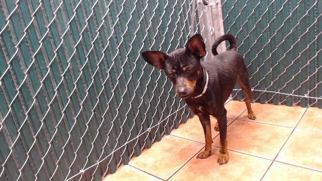 A5757361 - Chihuahua available for adoption