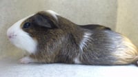 MILO - Photo 1