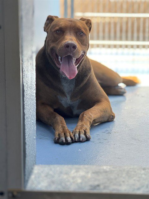 MADURO - Doberman Pinscher available for adoption