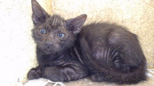 FRANKIE - Domestic Short Hair available for adoption