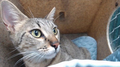 CAPRI - Domestic Short Hair available for adoption