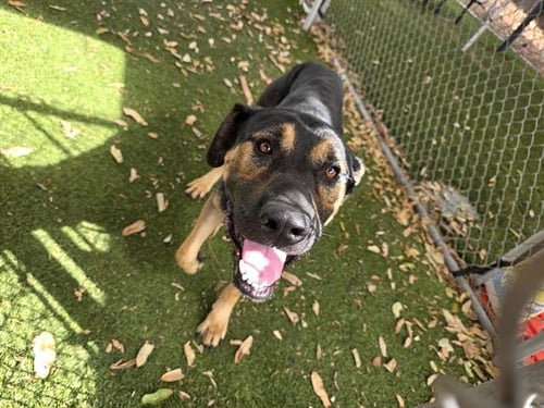 BENJI - German Shepherd Dog available for adoption