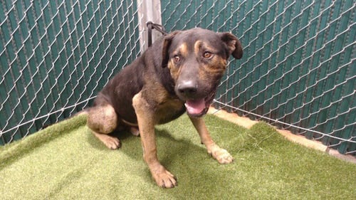 A5795223 - German Shepherd Dog available for adoption