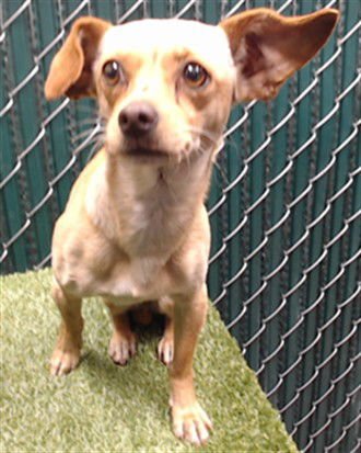 LANGARA - Chihuahua available for adoption