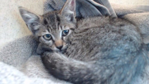 SUGAR - Domestic Short Hair available for adoption