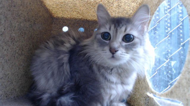 CRYSTAL - Domestic Long Hair available for adoption