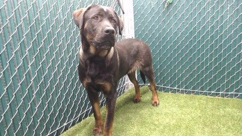 GOOBER - Rottweiler / Labrador Retriever available for adoption