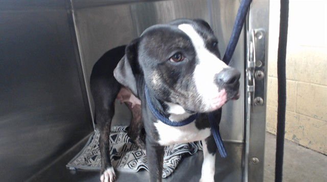 LULI - Pit Bull Terrier available for adoption