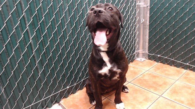 BELLADONNA - Boxer available for adoption