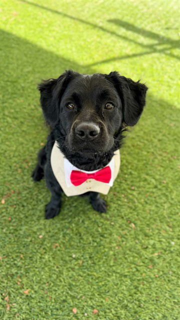 TURNER - Labrador Retriever available for adoption