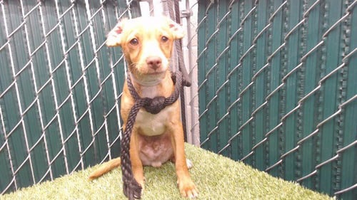 NANO - Chihuahua available for adoption