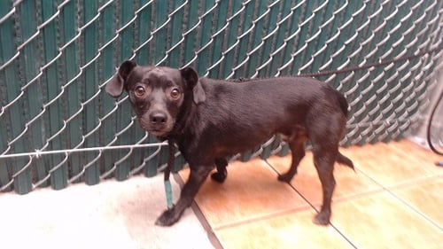 JASON - Chihuahua available for adoption