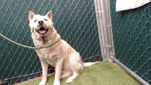 FALAFEL - Chow Chow / Siberian Husky available for adoption