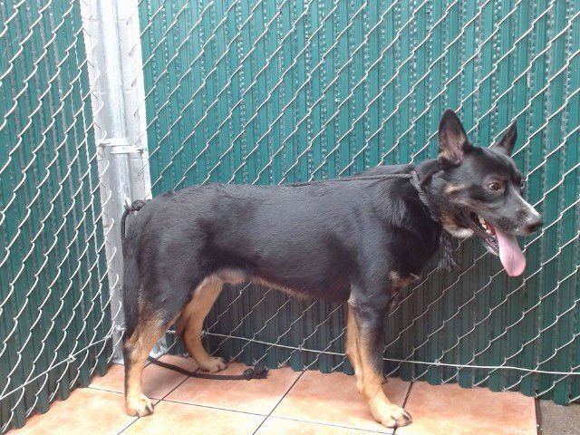 AUSTIN - Australian Kelpie available for adoption