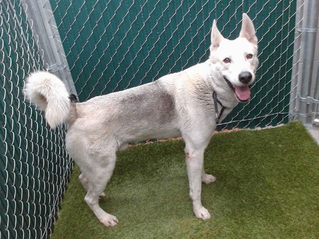 MYRON - German Shepherd Dog available for adoption