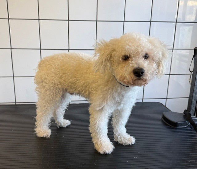 POPCORN - Poodle (Miniature) available for adoption