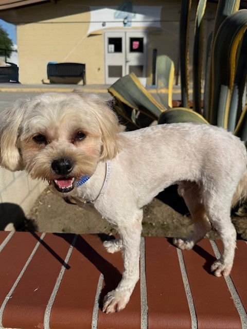 HEE HEE - Terrier / Maltese available for adoption