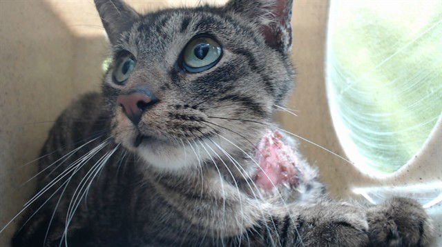 MINDY - Domestic Short Hair available for adoption