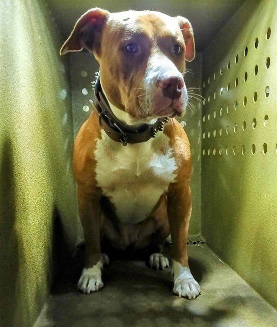 TRIXIE - Pit Bull Terrier available for adoption