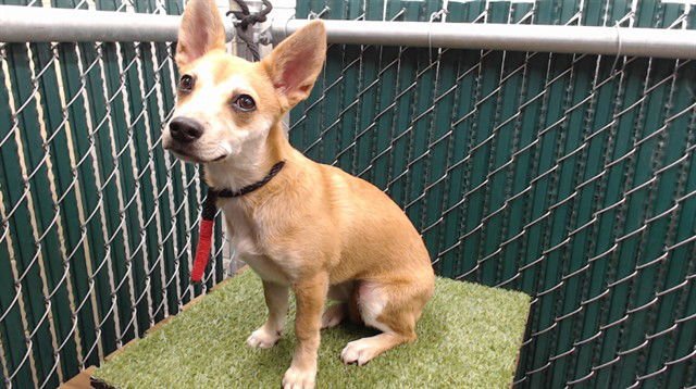 BIANCA - Chihuahua available for adoption