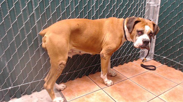 CUCA - Boxer available for adoption