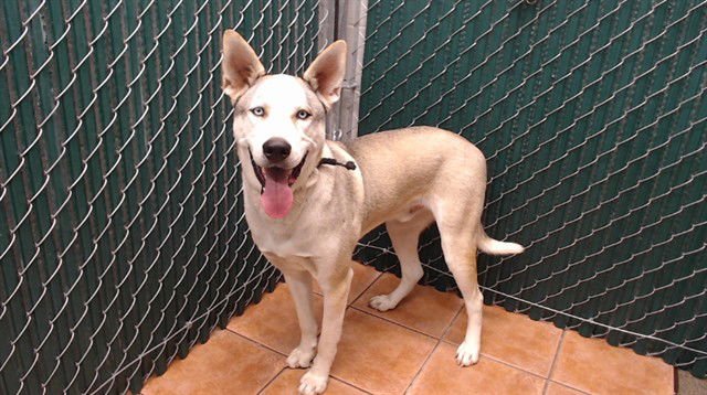 COCO - Siberian Husky available for adoption