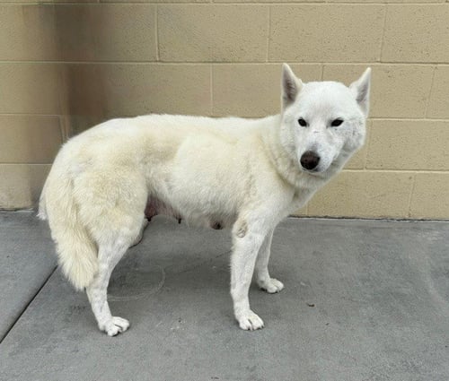 COTTON - Siberian Husky available for adoption