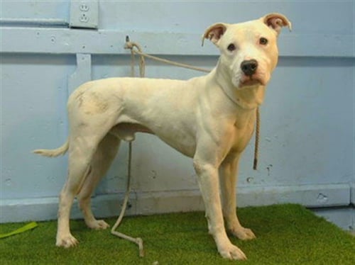 BLAKE - Pit Bull Terrier available for adoption