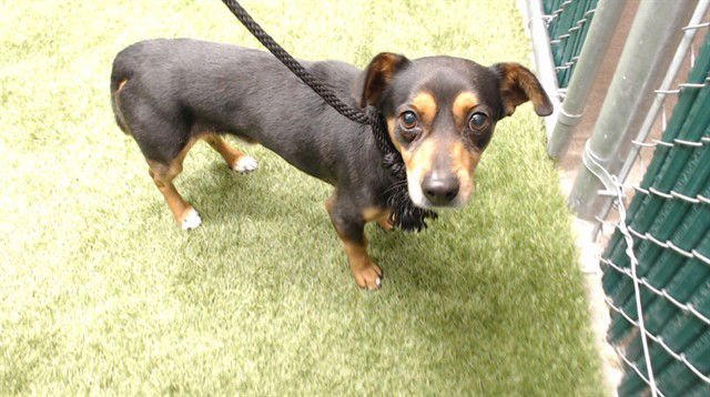 DIESEL - Parson Russell Terrier available for adoption