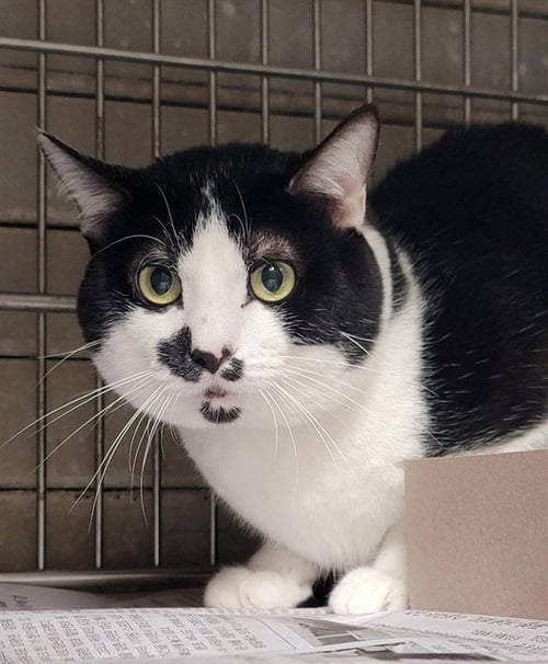 ELVIS - Domestic Short Hair available for adoption