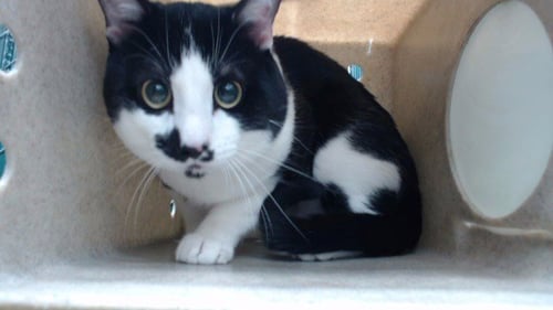 ELVIS - Domestic Short Hair available for adoption