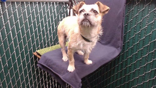 CALI - Terrier available for adoption