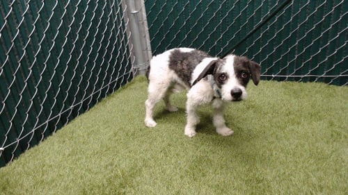 CHIQUITO - Chihuahua / Maltese available for adoption