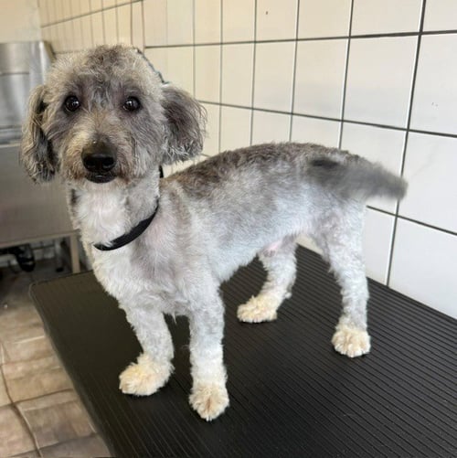 HARVEY - Poodle (Miniature) available for adoption