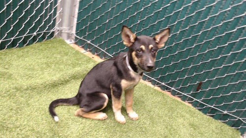 COMET - Siberian Husky available for adoption