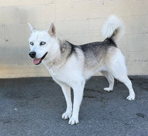 CAMILA - Siberian Husky available for adoption