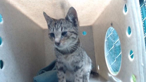 ATHENA - Domestic Short Hair available for adoption