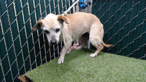 SINCLAIR - Chihuahua available for adoption