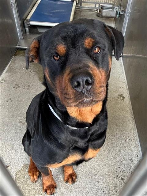 DODGER - Rottweiler available for adoption